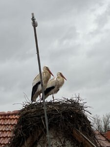 Mehr über den Artikel erfahren Nestkamera installiert